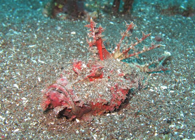 Scorpion Fish